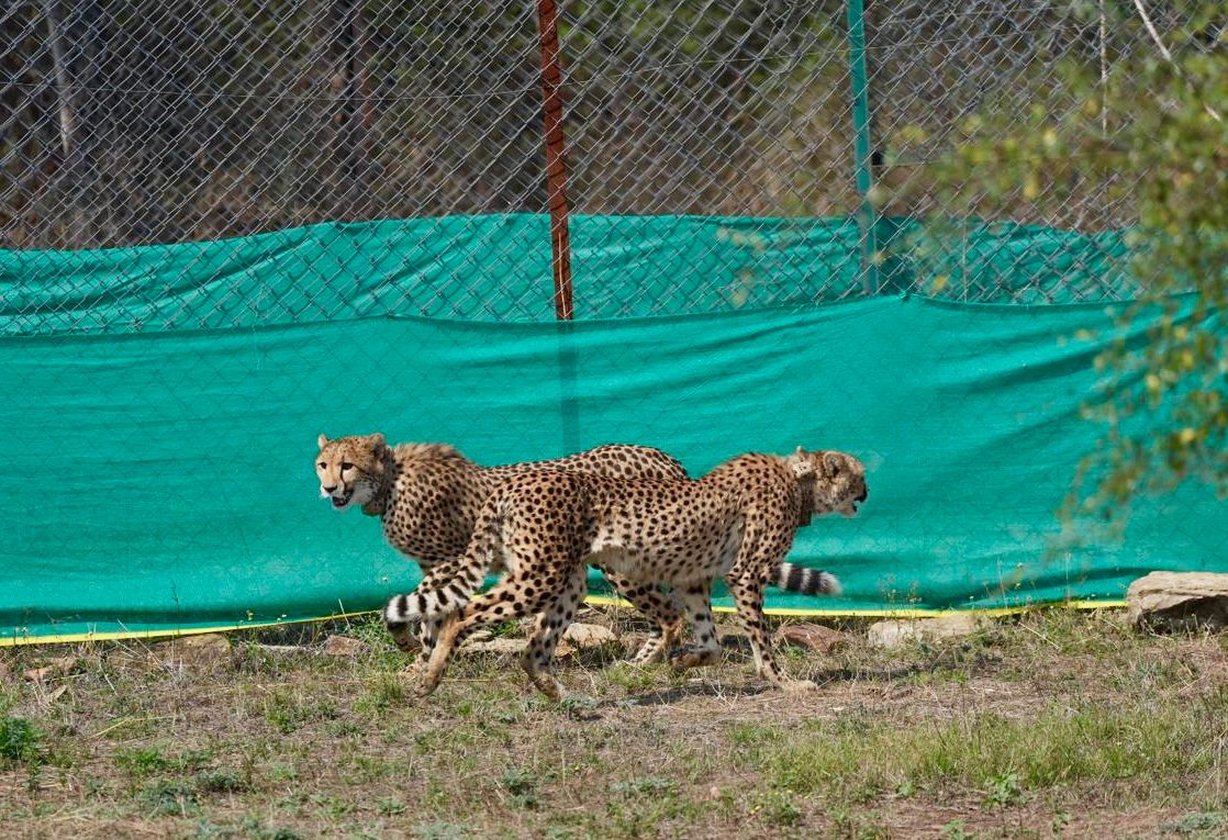Cheetah Rehabilitation Project