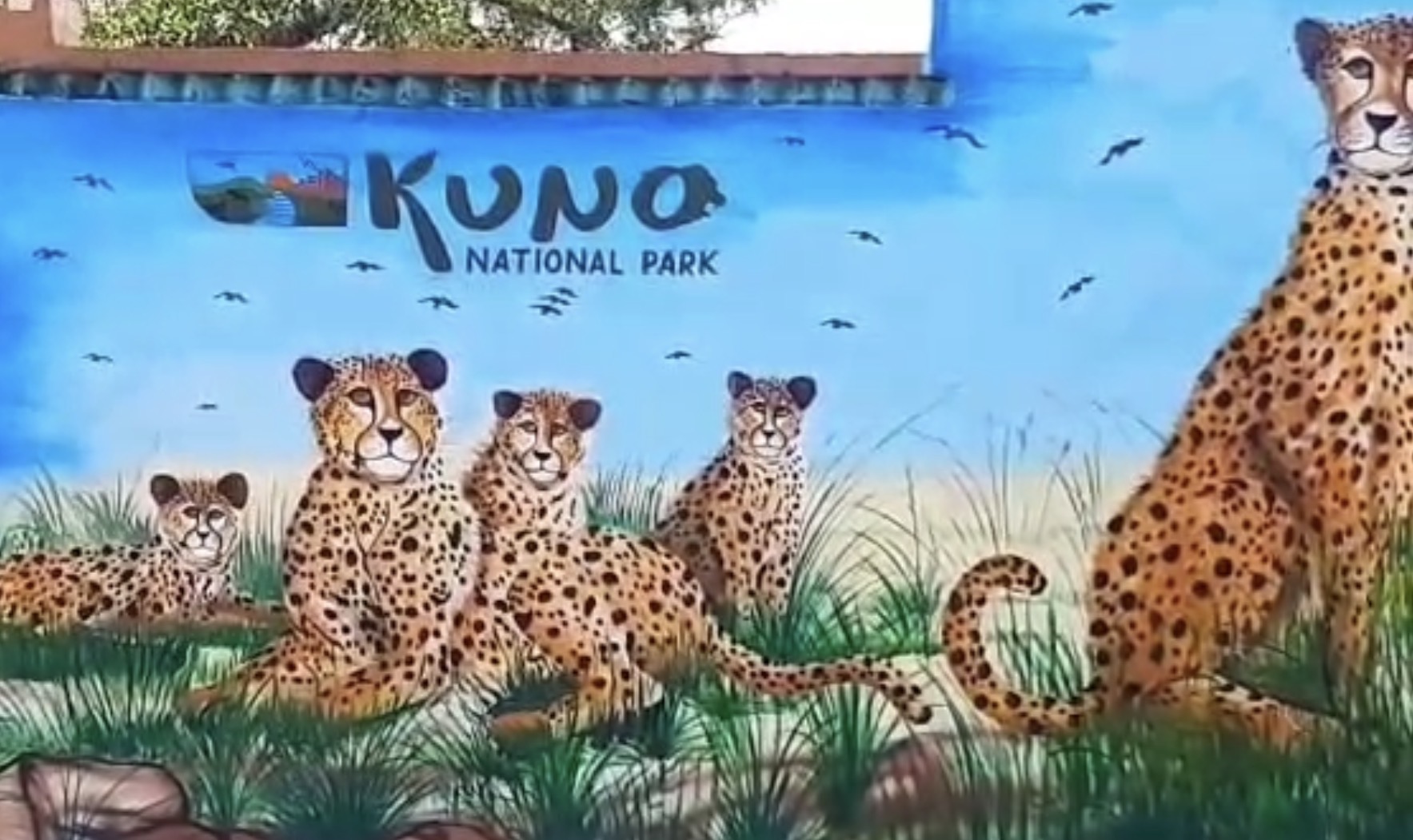 Cheetah Breeding Conservation MP