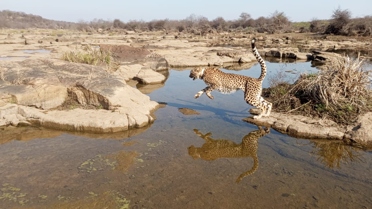 9 cheetahs arrived from botswana