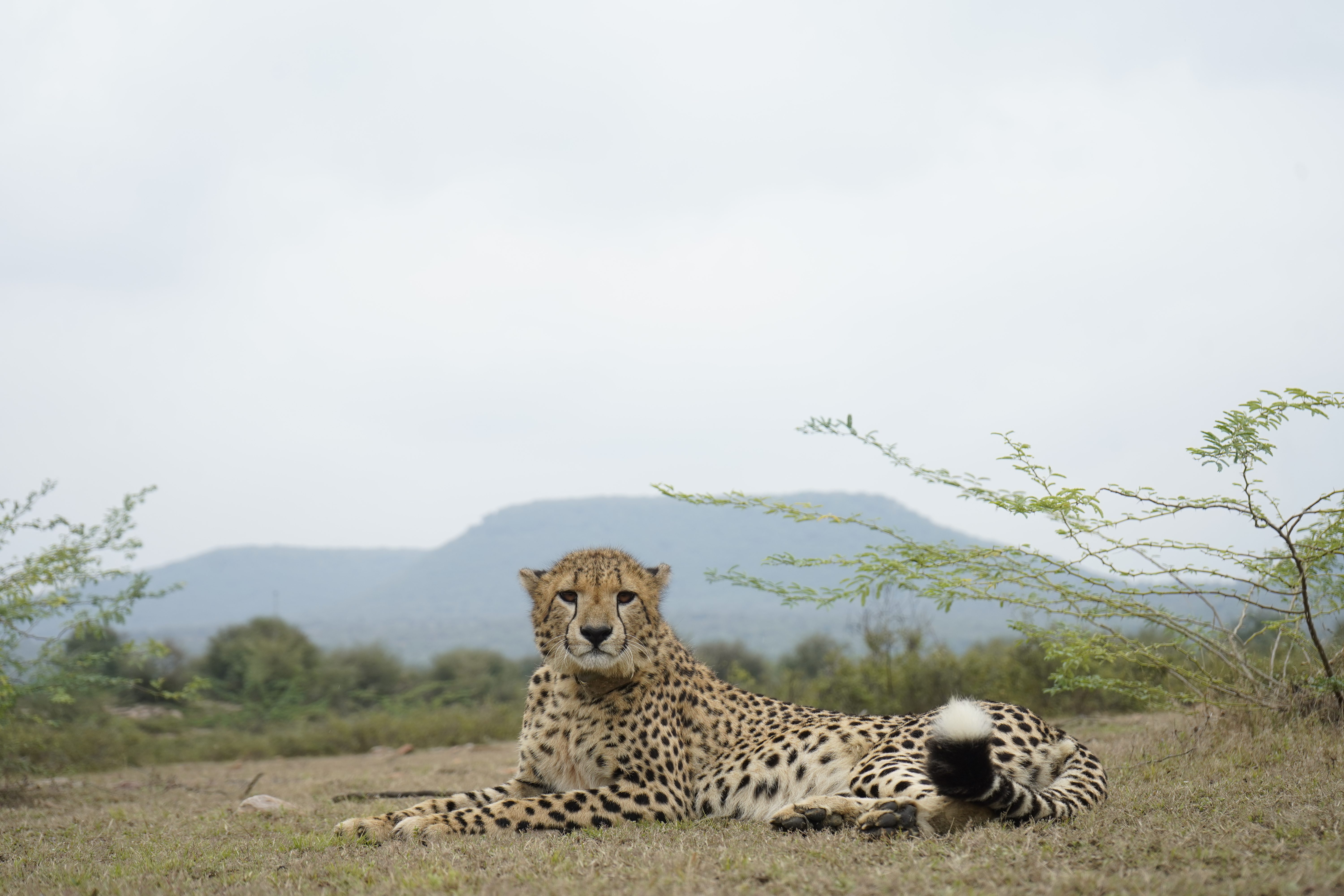 Cheetah Breeding Conservation MP