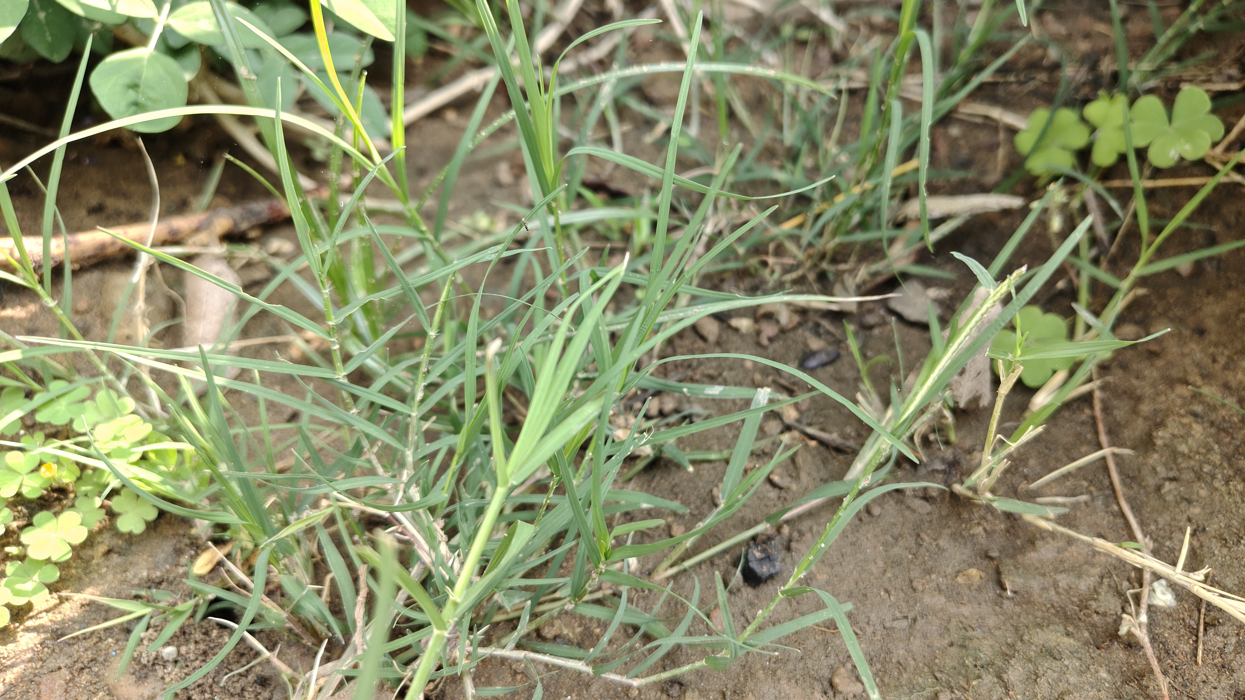 DURVA JUICE USING FOR NOSEBLEEDS