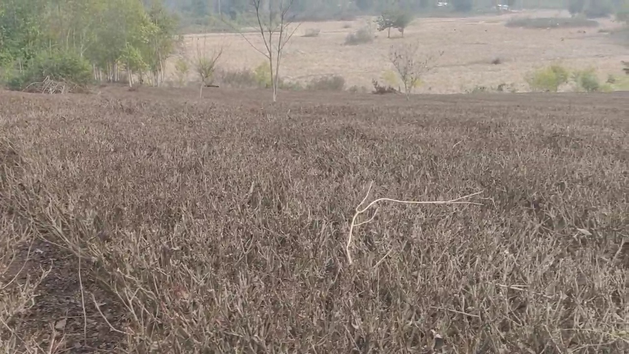 Small tea planters in Sarupathar are facing severe crisis