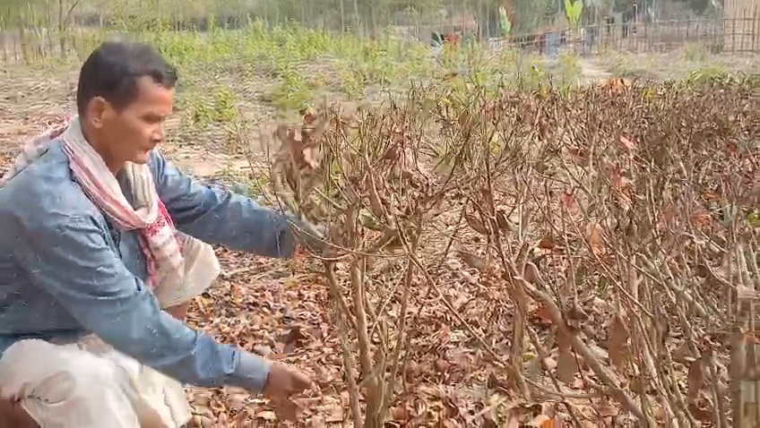 Small tea planters in Sarupathar are facing severe crisis