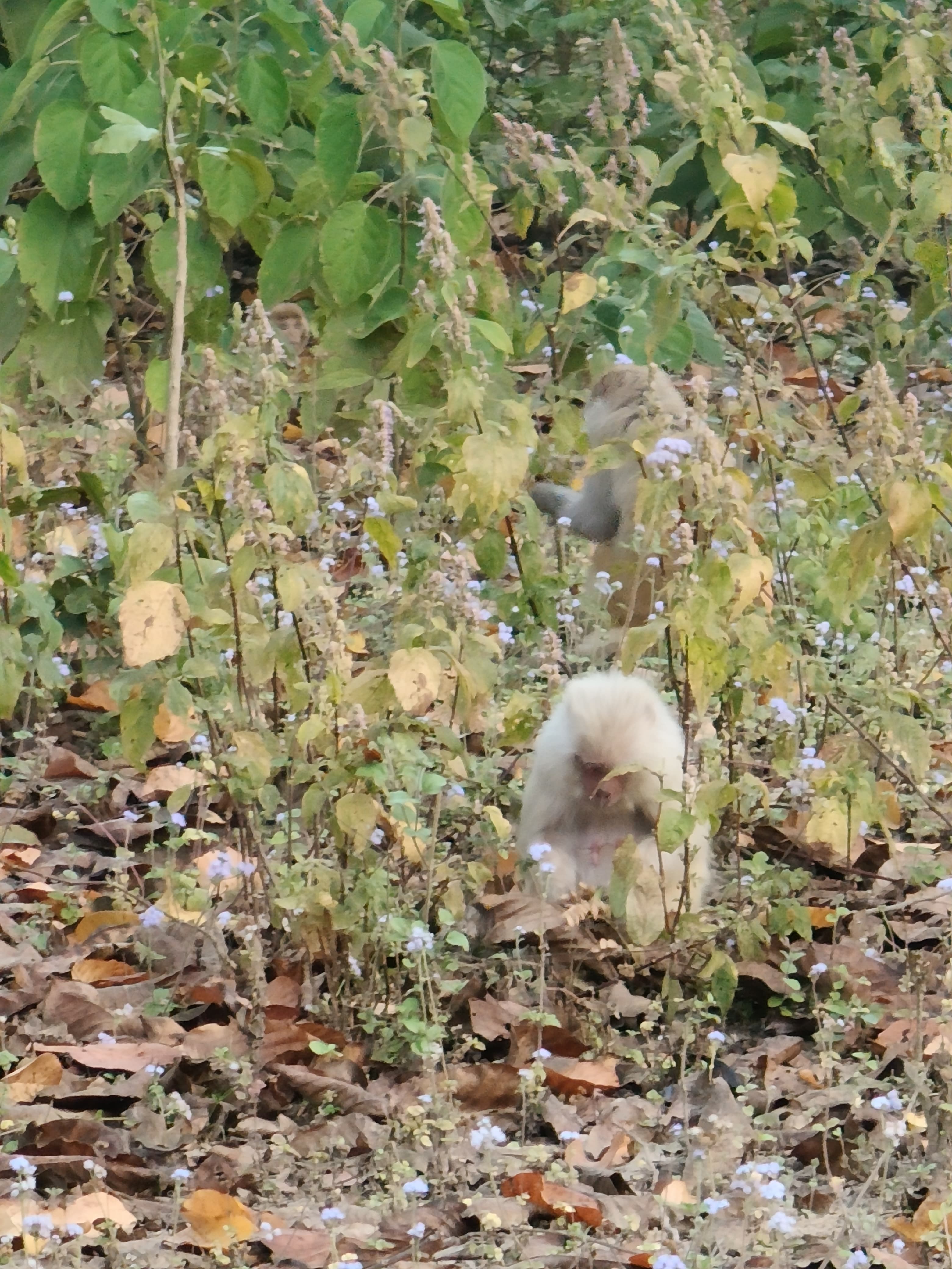 Albino monkey