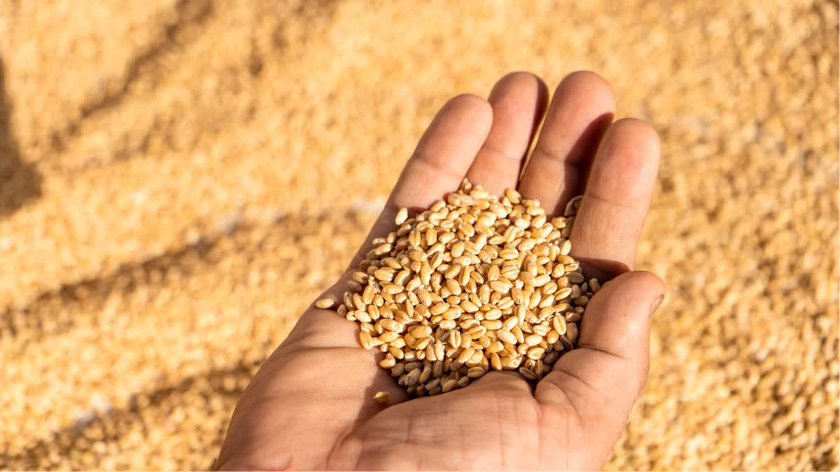 Wheat procurement in Himachal Start