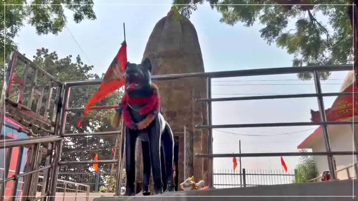 DOG TEMPLE BALOD