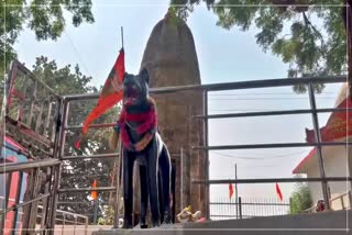 DOG TEMPLE BALOD