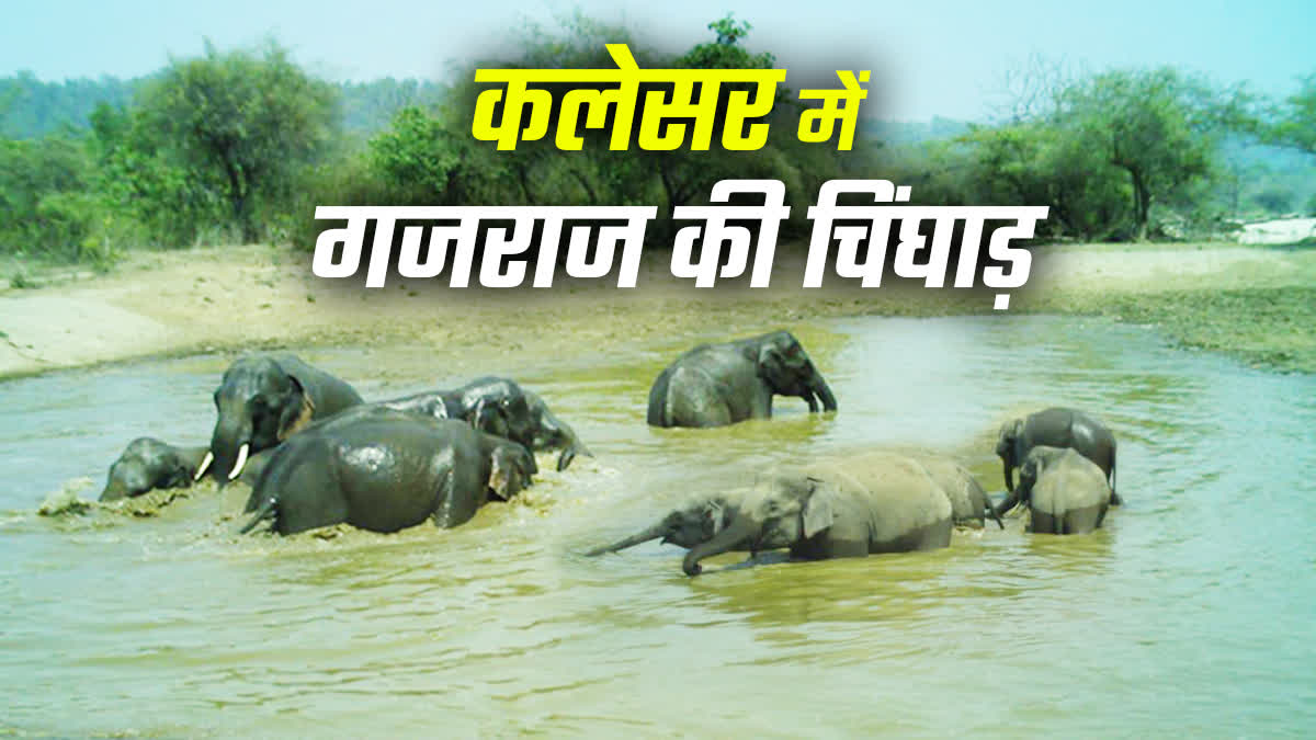 ELEPHANTS IN KALESAR NATIONAL PARK