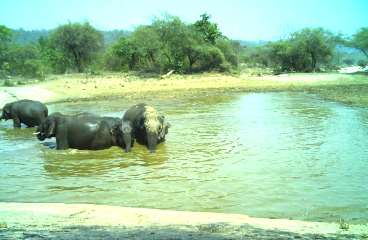 ELEPHANTS IN KALESAR NATIONAL PARK