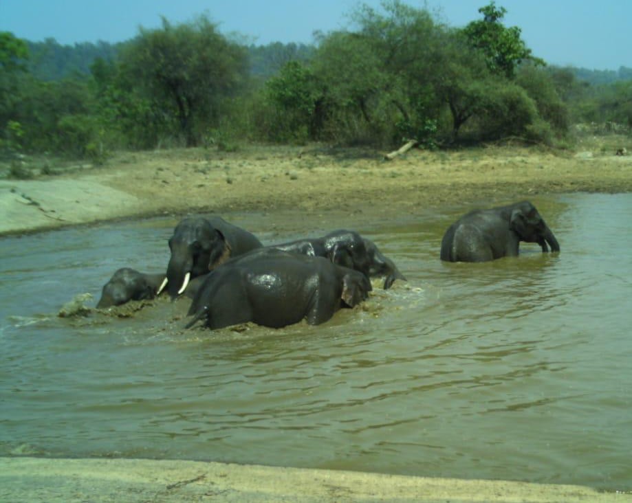 ELEPHANTS IN KALESAR NATIONAL PARK
