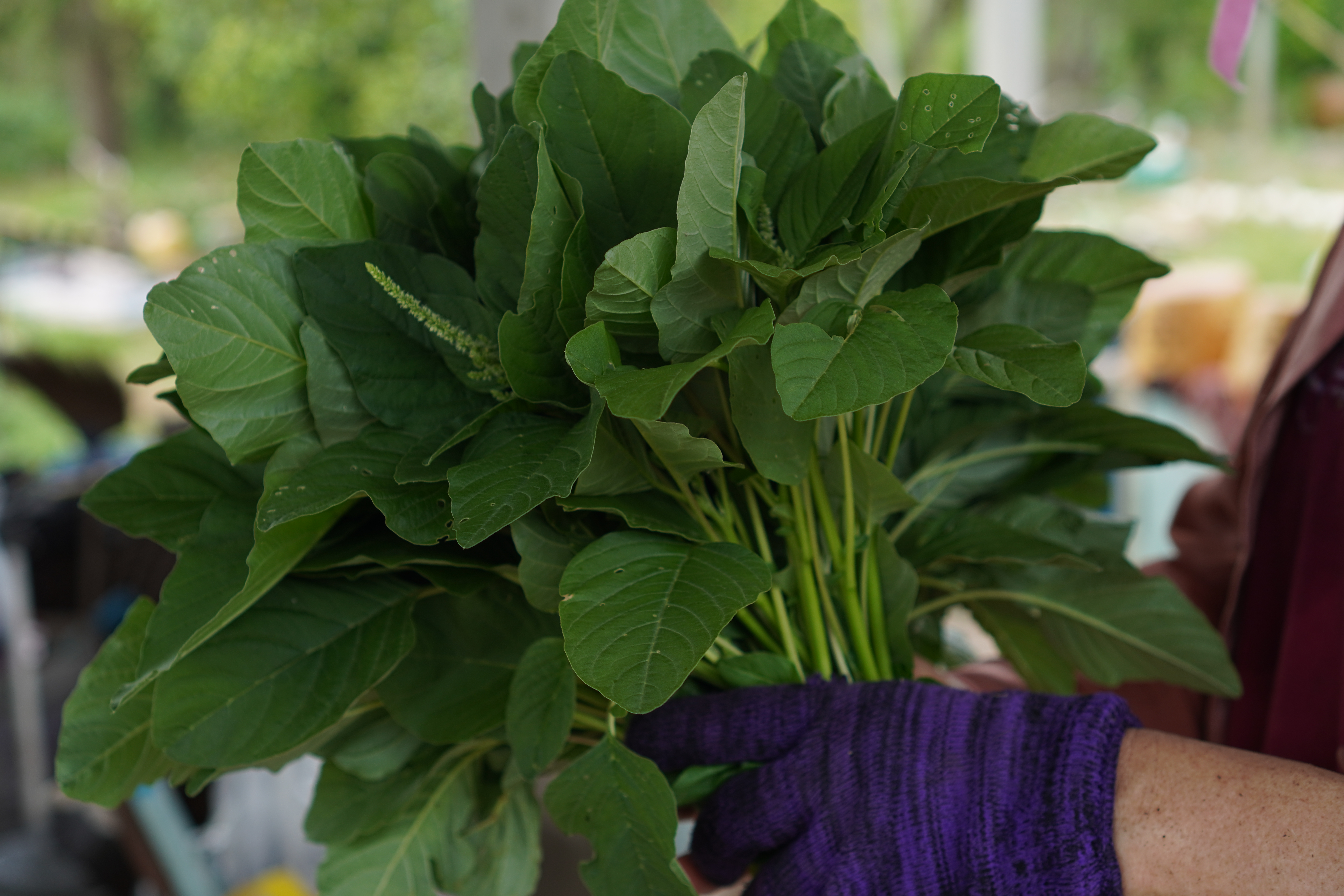 Spinach offers multiple benefits for women managing PCOD (Representational Image)