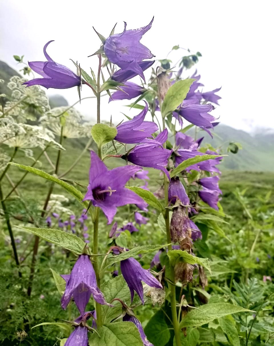 Flowers are seen blooming at Valley of Flowers in Uttarakhand's Chamoli