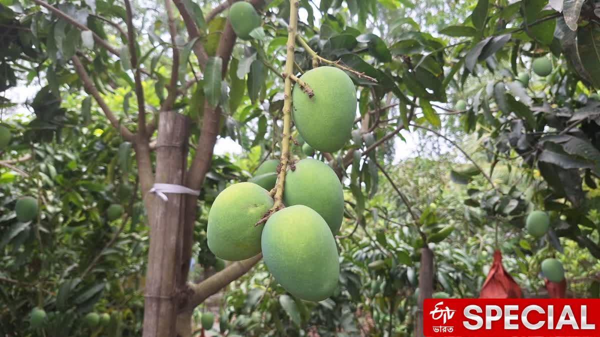 Malda Mangos