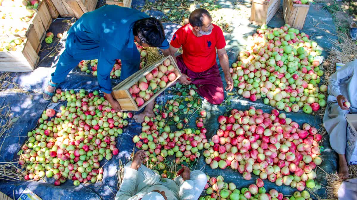 A Kashmiri fruit grower sits beside freshly harvested apples while another packs them into boxes for supply in Srinagar
