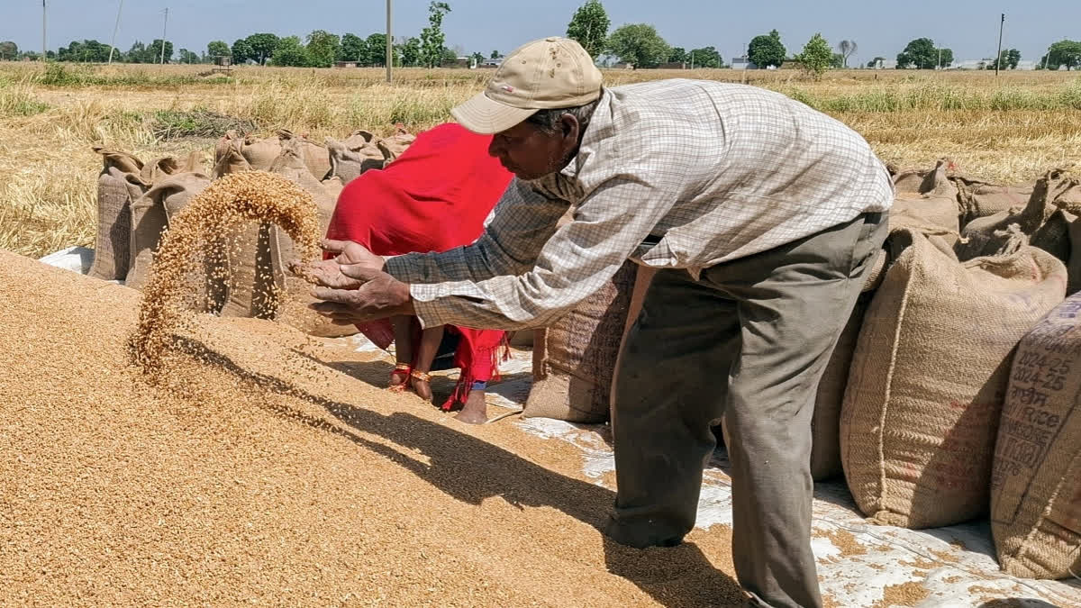 Rising Winter Heat Threatens India’s Wheat Harvest And Food Security: Study