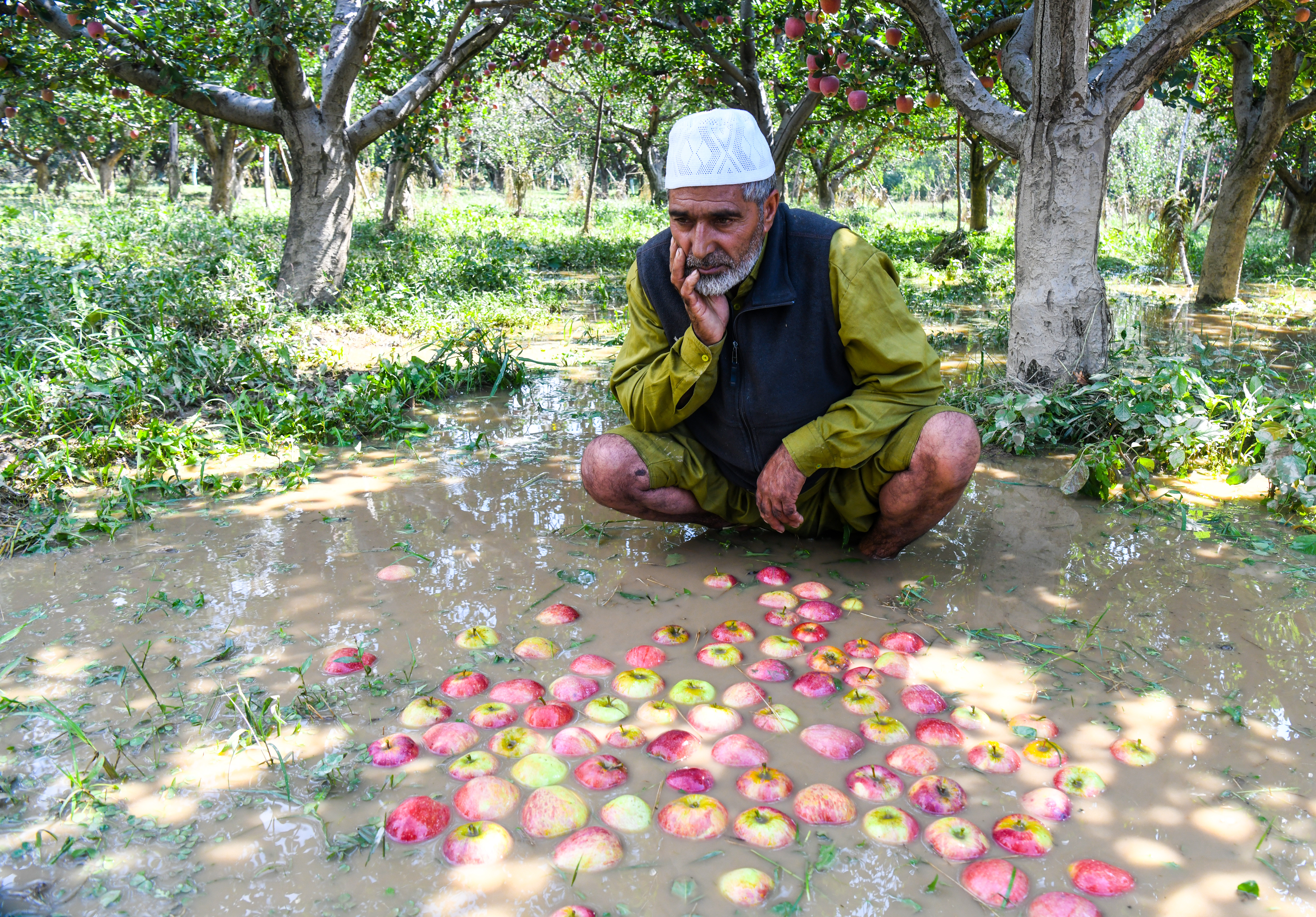 A farmer sits beside the fallen apples at a flood-hit orchard at Trich in Pulwama district