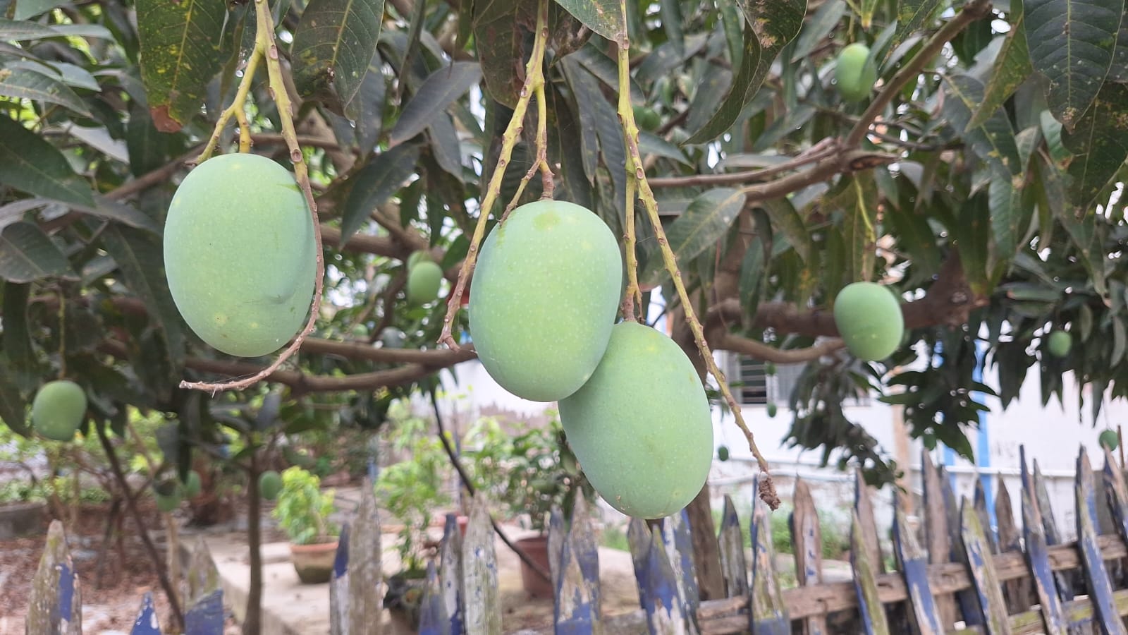 Malda Mango
