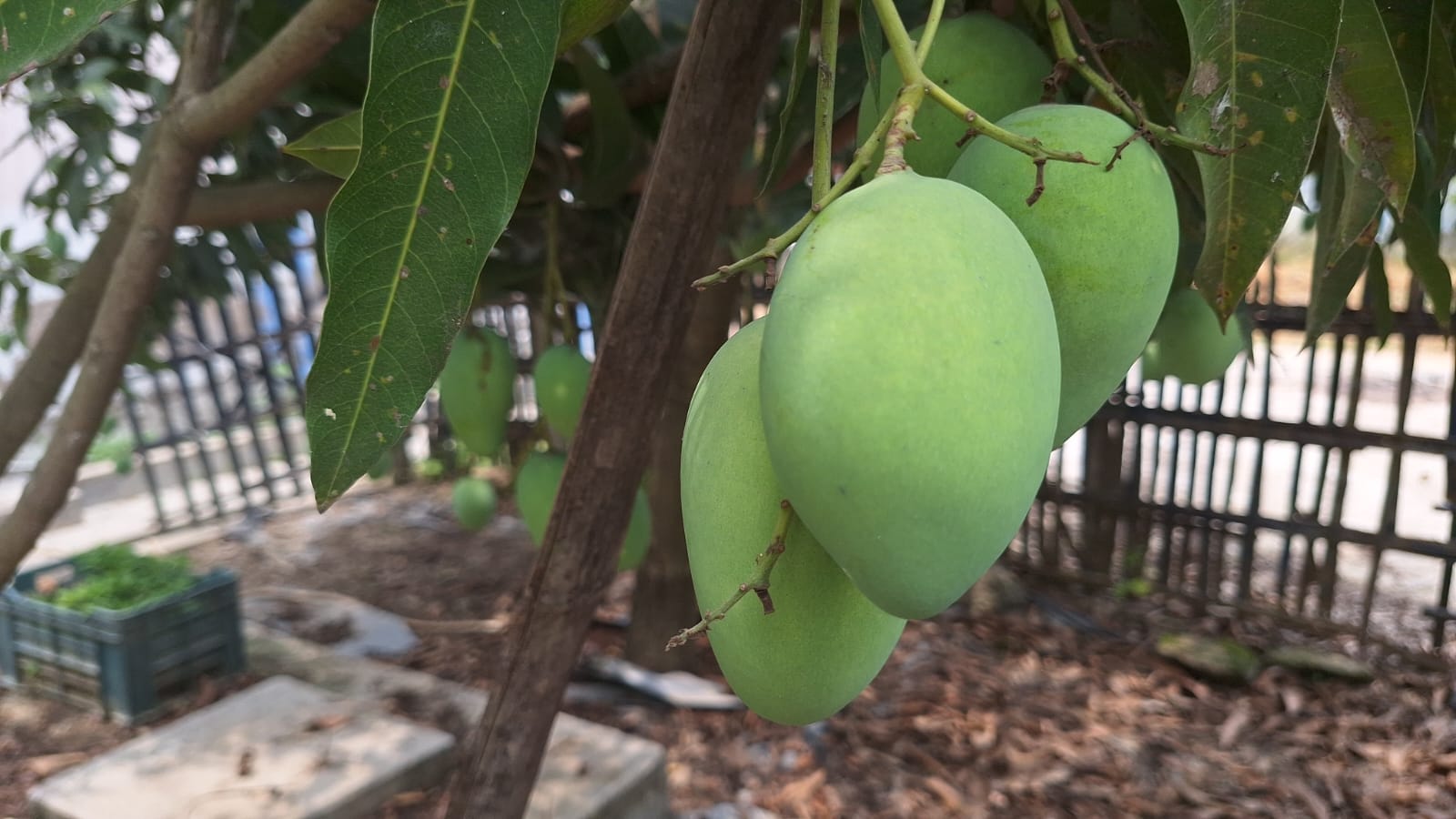 Malda Mango