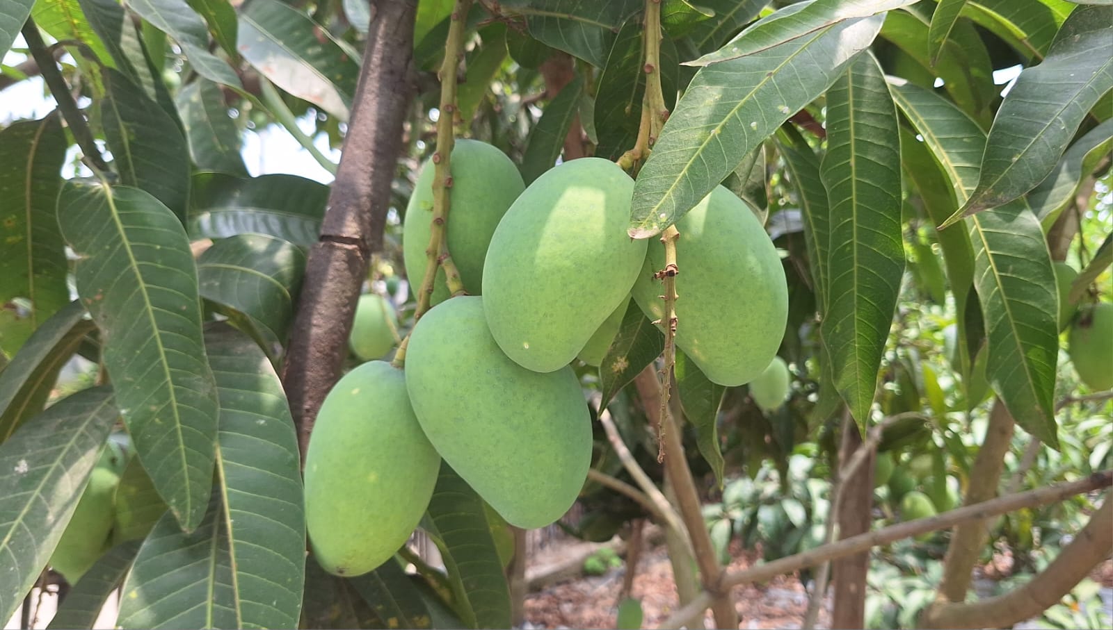 Malda Mango