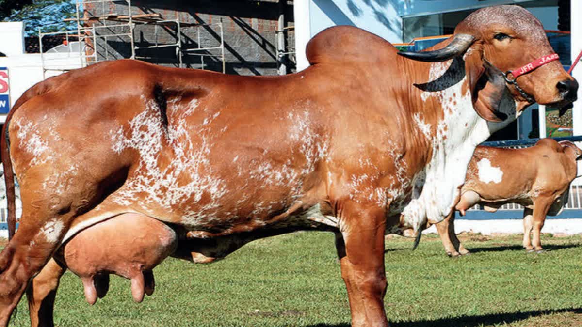Gir Cow Procurement Scam