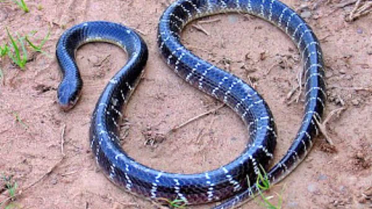 Common Krait In Gaya