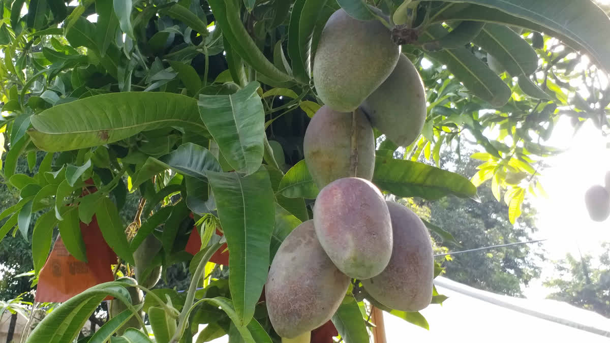Is Miyazaki Mango Just A Hype : Malihabad Farmers Say 'Lakhon Wala Aam' Only For Selfies, Not For Sale In India Is Miyazaki Mango Just A Hype : Malihabad Farmers Say Yes, Call It A Failure In Indian Markets
