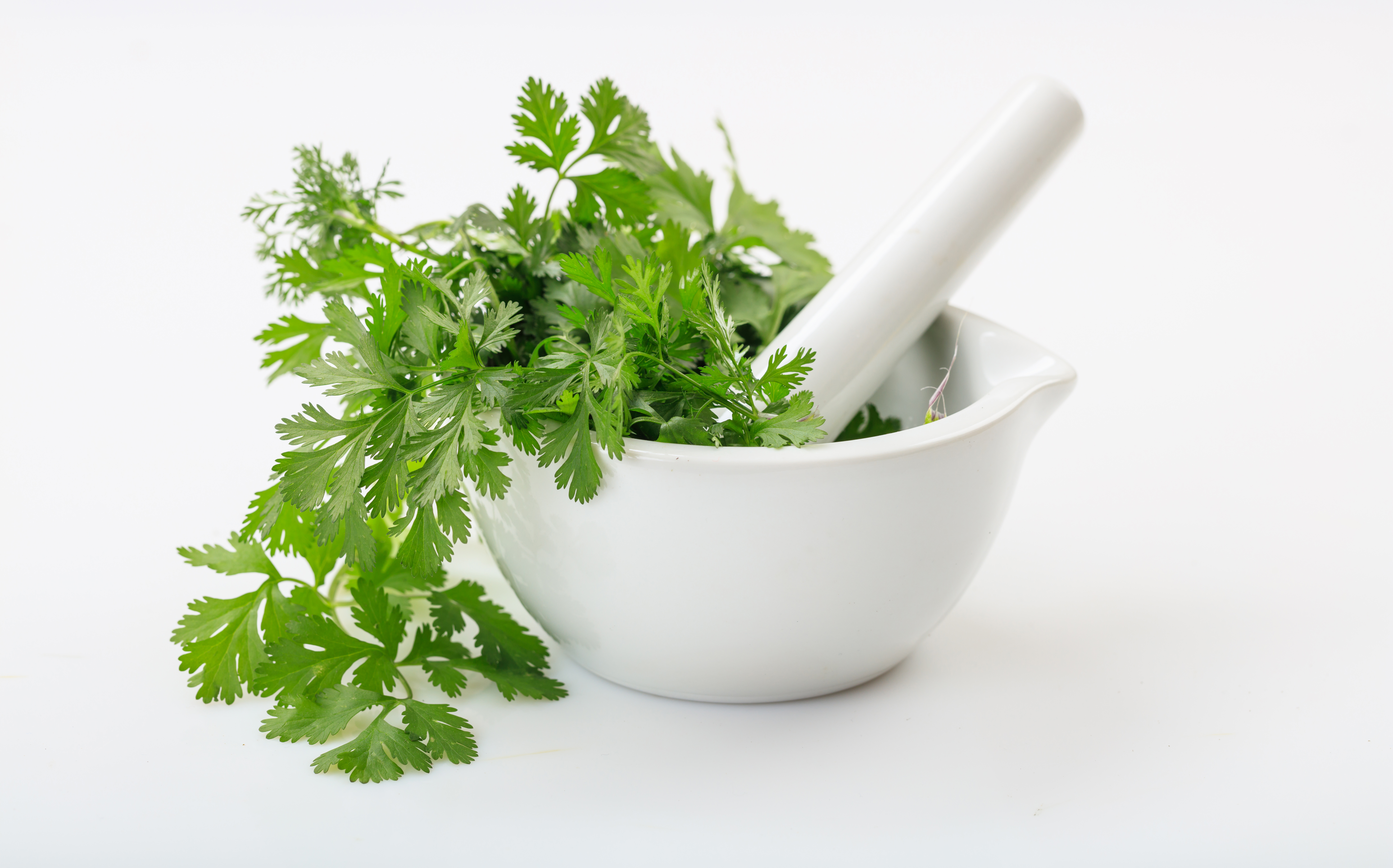 BENEFITS OF CORIANDER JUICE  HEALTH BENEFITS OF GREEN CORIANDER  CORIANDER JUICE HEALTH BENEFITS  GREEN CORIANDER HEALTH BENEFITS