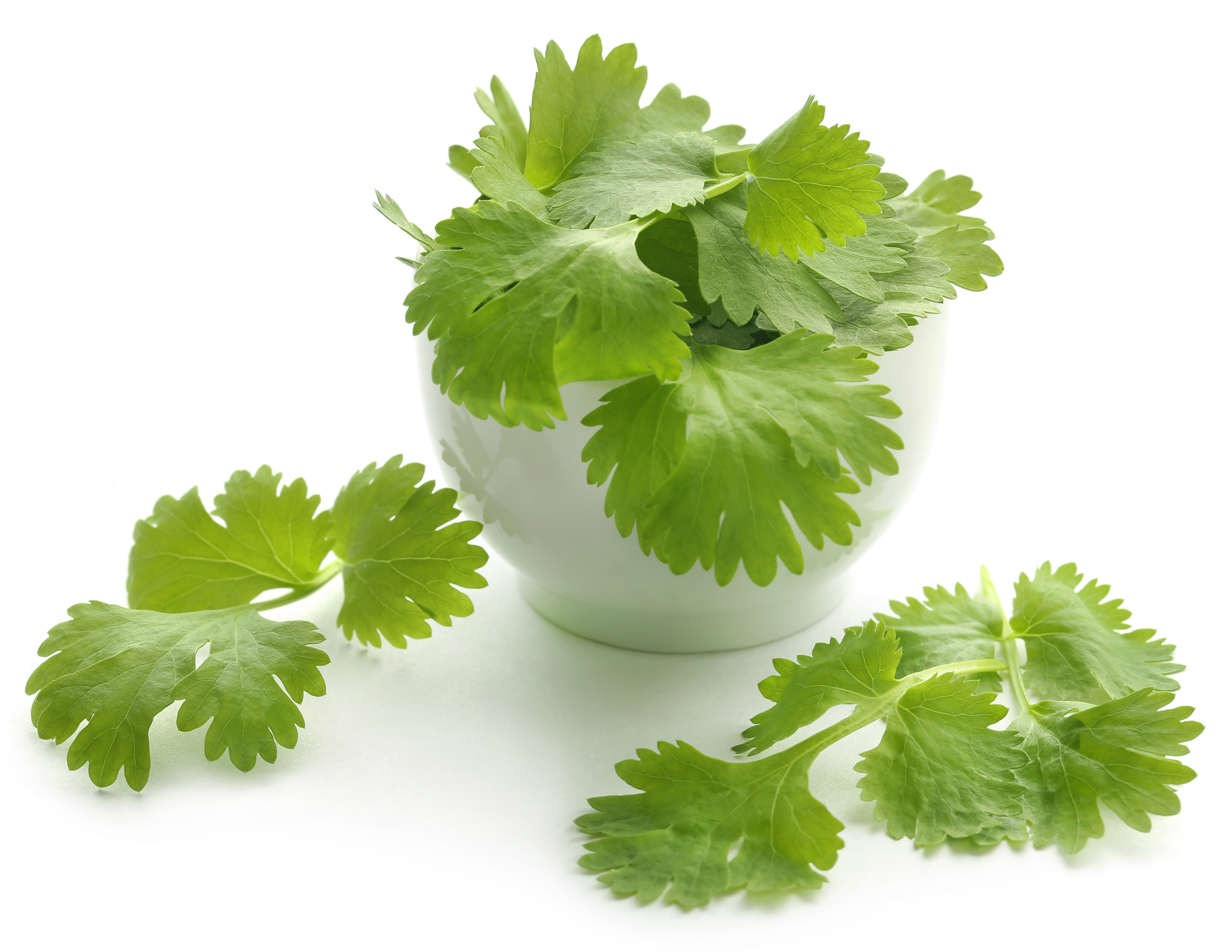 BENEFITS OF CORIANDER JUICE  HEALTH BENEFITS OF GREEN CORIANDER  CORIANDER JUICE HEALTH BENEFITS  GREEN CORIANDER HEALTH BENEFITS