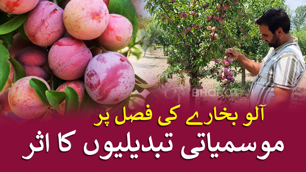 جموں و کشمیر ملک کے اہم آلو بخارہ پیدا کرنے والے خطوں میں شمار ہوتا ہے