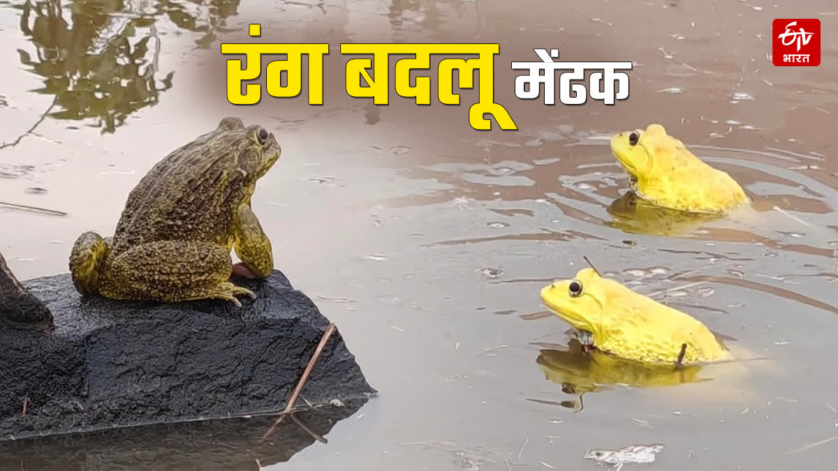 CHHINDWARA COLOR CHANGING FROG