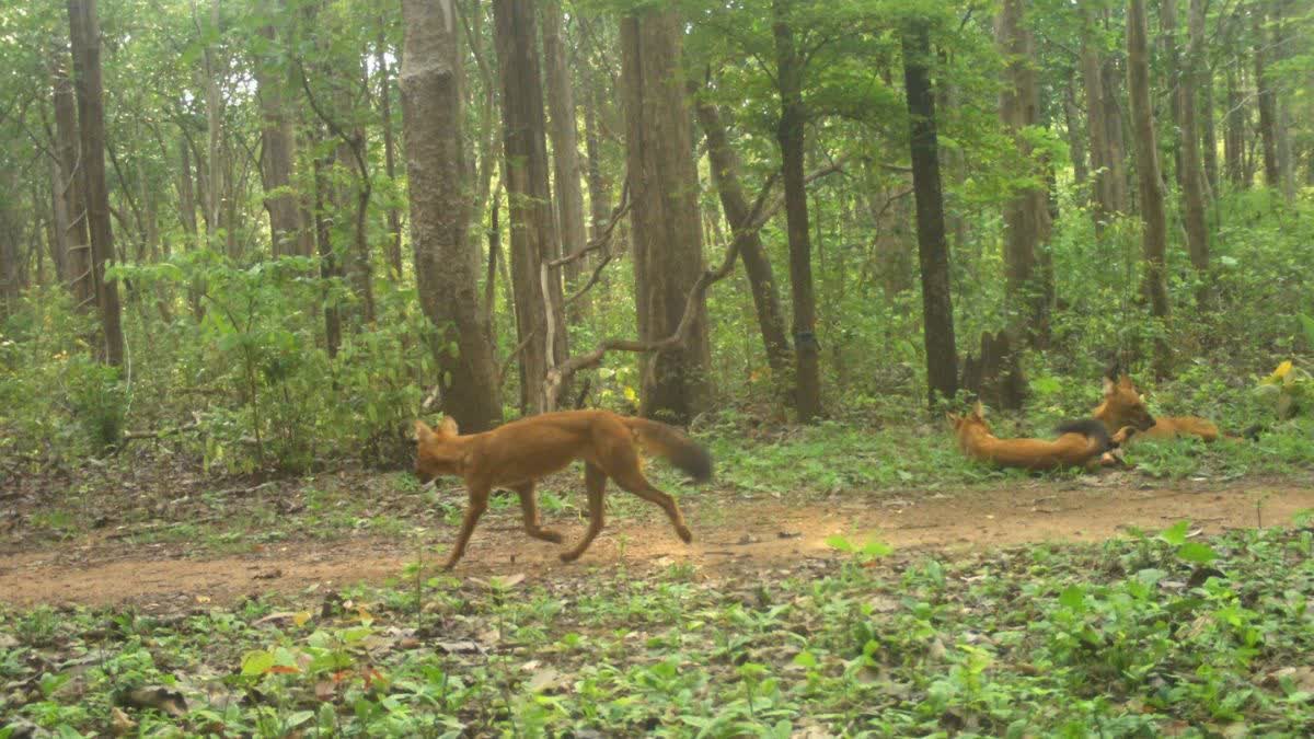 The dhole pack captured by camera traps in Udanti-Sitanadi Tiger Reserve in Chhattisgarh