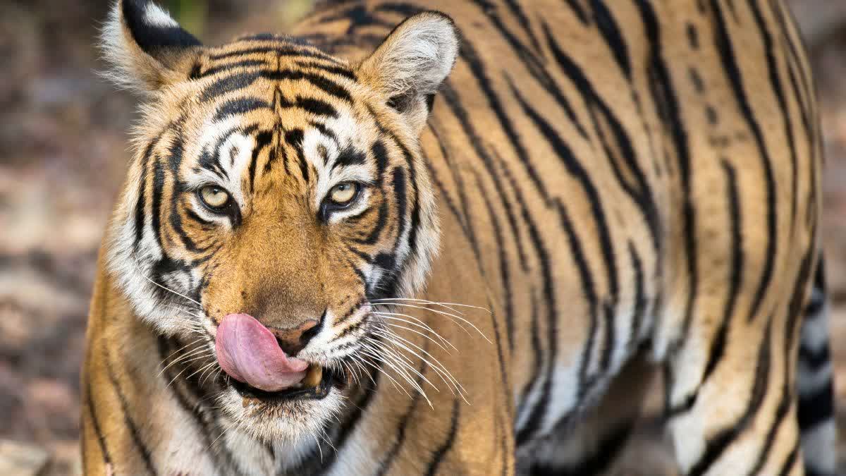 Tiger Attacks human cattles