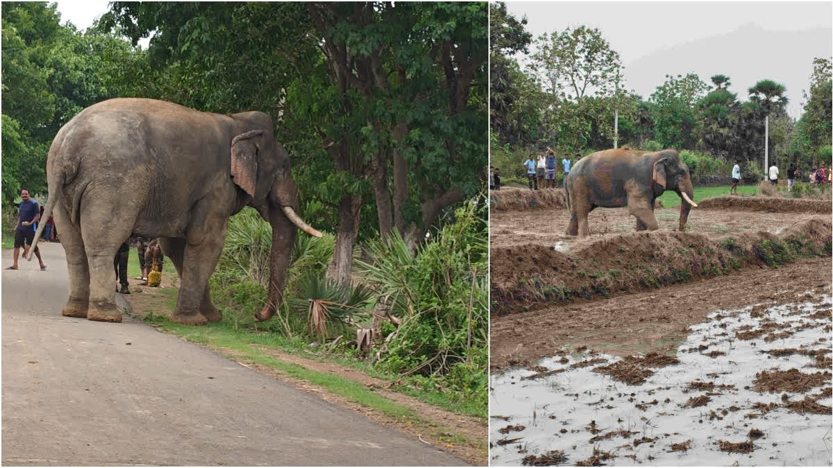 ELEPHANT ROAMING IN STREETS
