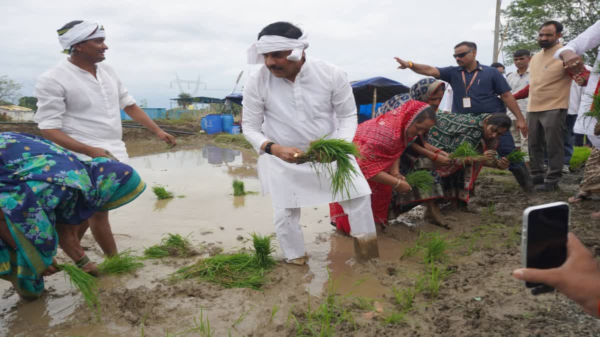 MOHAN YADAV PLANT PADDY