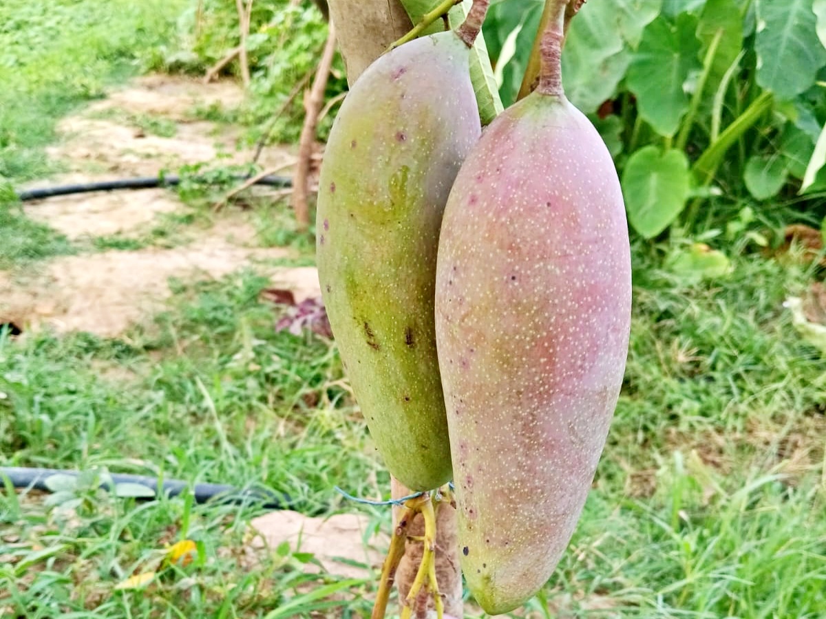 Thailand Banana Mango in Jamui