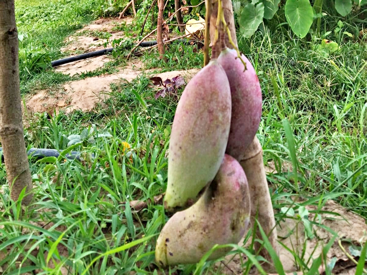 Thailand Banana Mango in Jamui