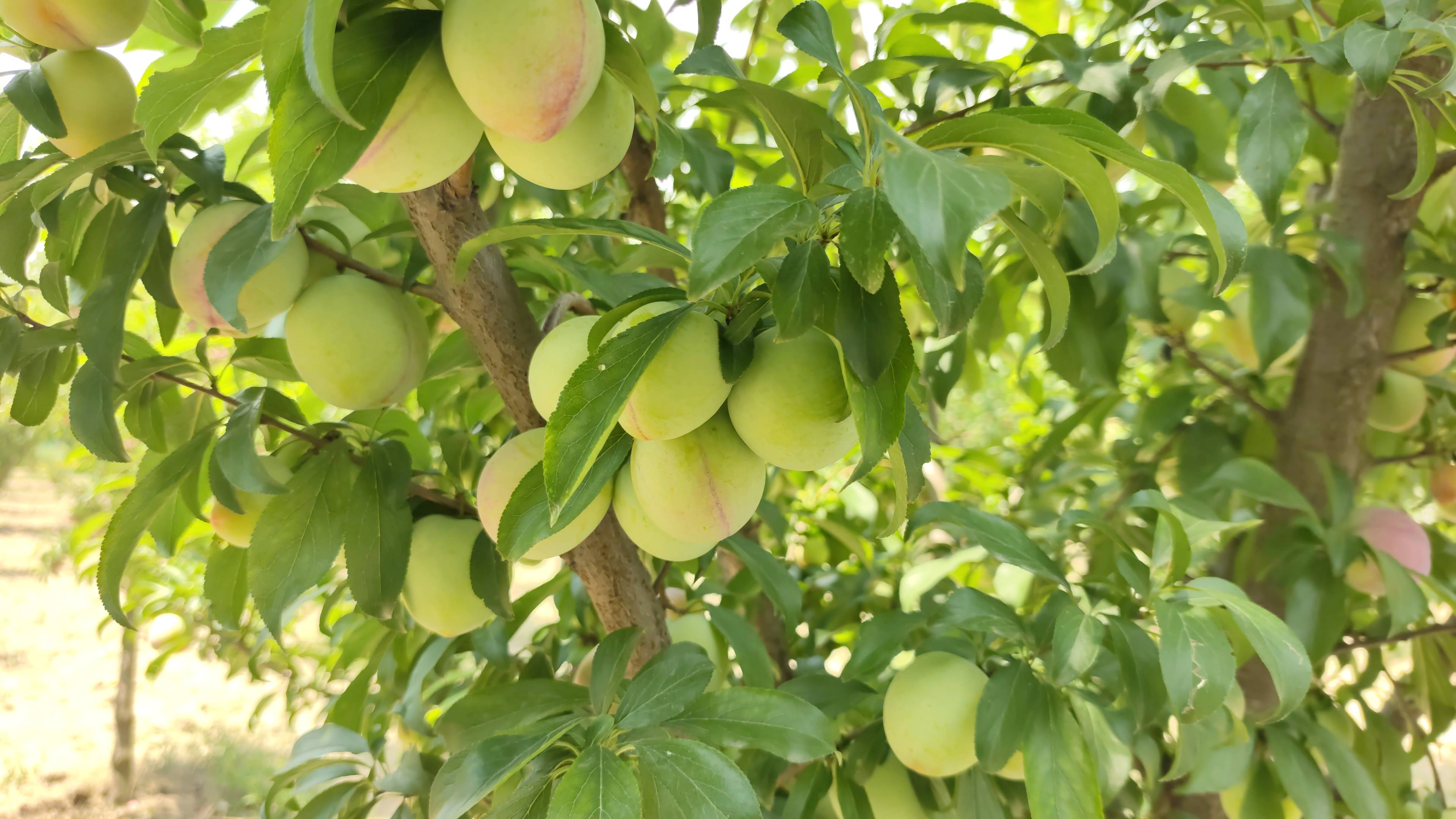 سرخ، سلور اور دیگر اقسام کے آلو بخارے