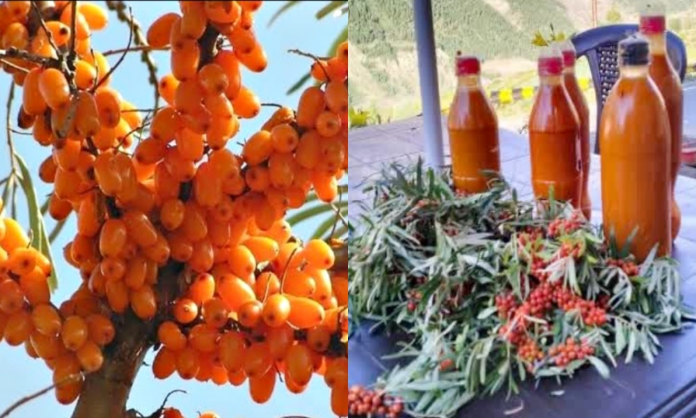 Sea-buckthorn of Lahaul Spiti