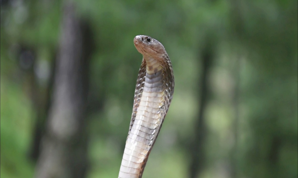 Endemic To Central Asia, Rare Caspian Cobra Spotted In Himachal Pradesh