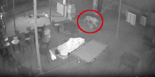 Leopard spotted on CCTV