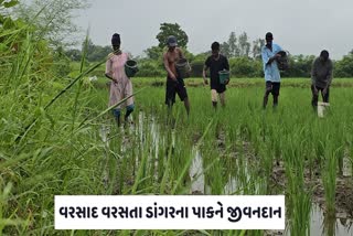 નવસારીમાં વરસાદ વરસતા  ડાંગરના પાકને મળ્યું 'જીવનદાન'