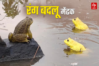 CHHINDWARA COLOR CHANGING FROG