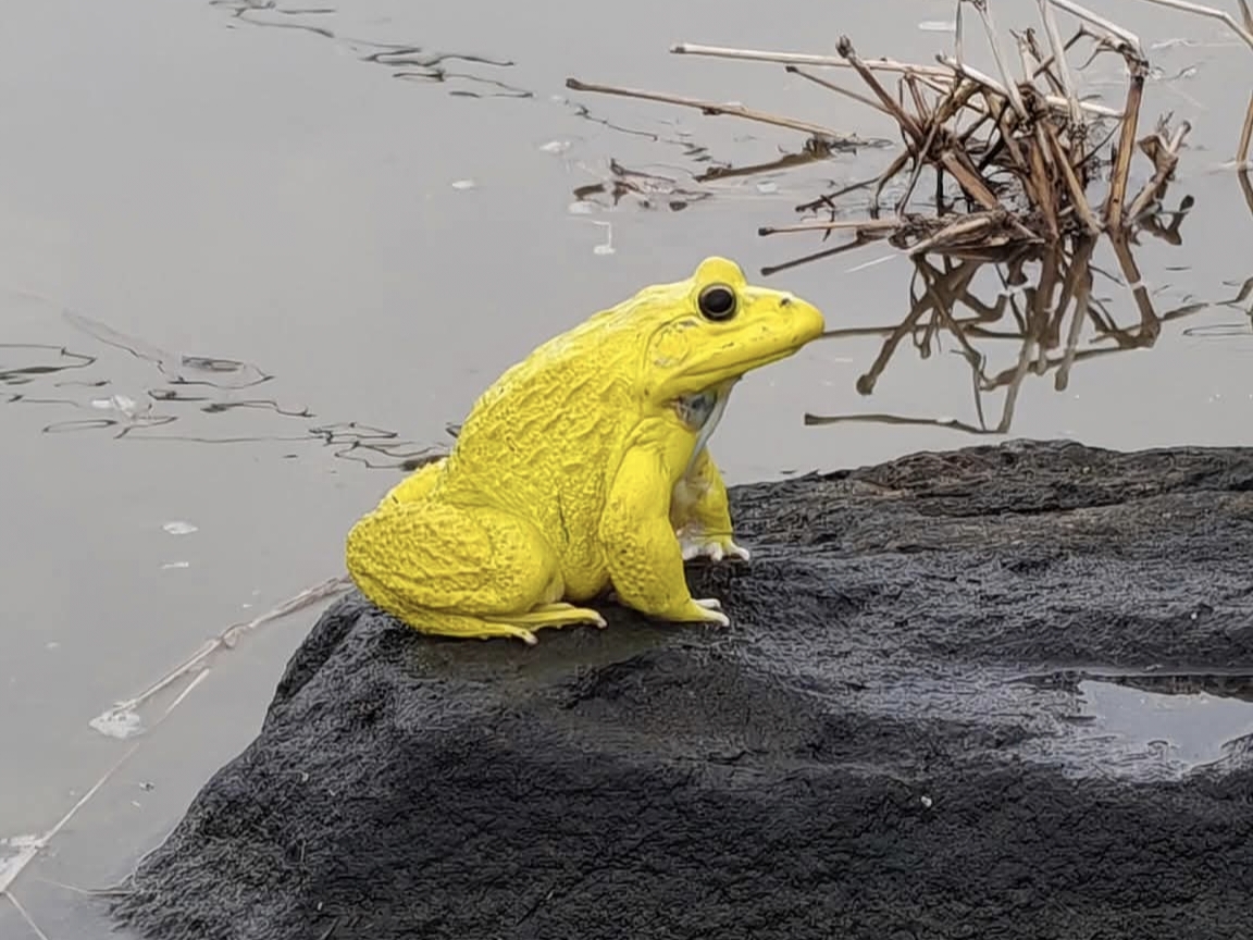 MP FROG COLOR CHANGE SPOTTED