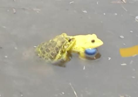 FROGS CHANGE COLOR DURING BREEDING