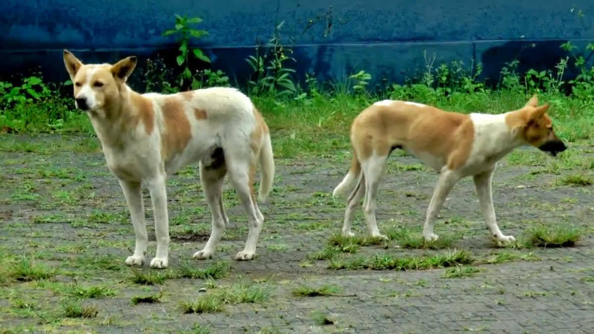 Tamil Nadu Grapples With Stray Dog Menace And Rising Rabies Cases Post Covid Tamil Nadu Grapples With Stray Dog Menace And Rising Rabies Cases Post Covid