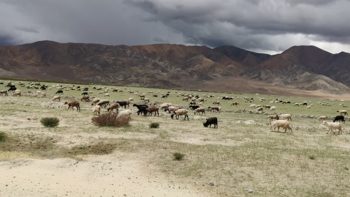 Livestock Traditions Fade in Ladakh’s Hanle Amid The Last Echoes of a Vanishing Past