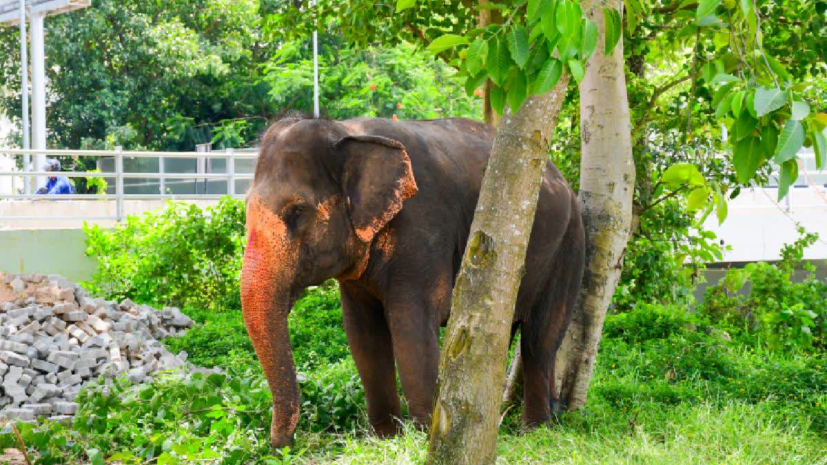 Elephant Dies Of Electrocution In Chhattisgarh's Korba, 3 Villagers Arrested