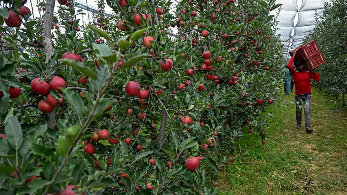 Horticulture