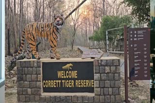 Corbett Tiger Reserve To Get Special Tiger Protection Force; What This Means For Big Cat Protection?