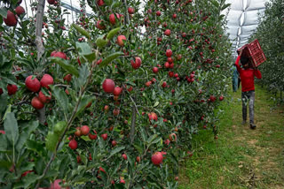 Horticulture